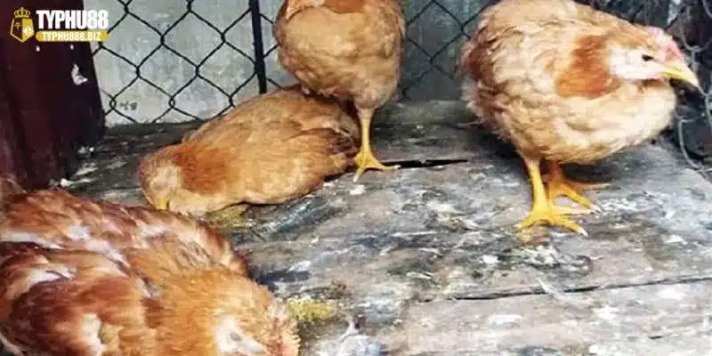 Lý giải tầm quan trọng của việc hiểu biết về các bệnh thường gặp ở gà
