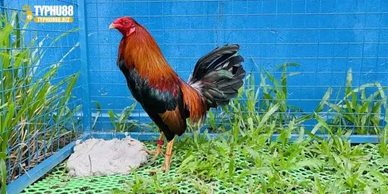 Cách lai tạo gà đá cựa qua phương pháp lai xa