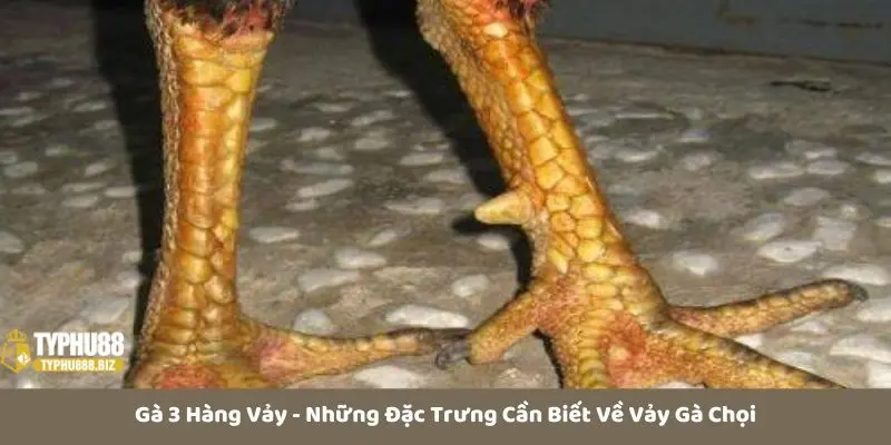 Đánh giá gà ba hàng vảy tổng quan nhất