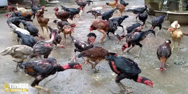 ga choi noi